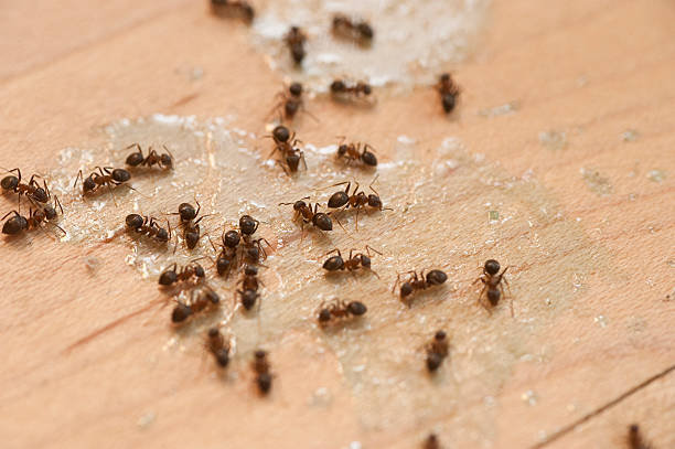 Best Commercial Pest Control Services  in Enigma, GA